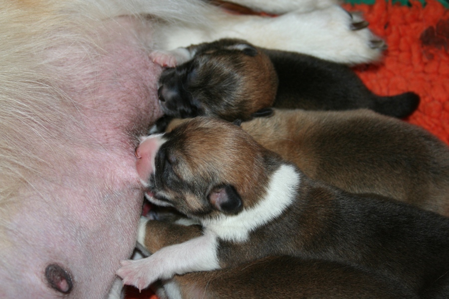 Puppies